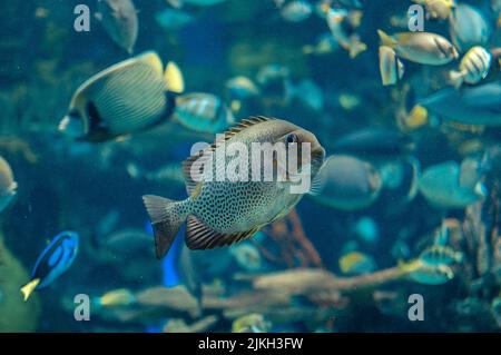 Eine Nahaufnahme des orangefarbenen Spinefoot, Siganus guttatus. Ausgewählter Fokus. Stockfoto