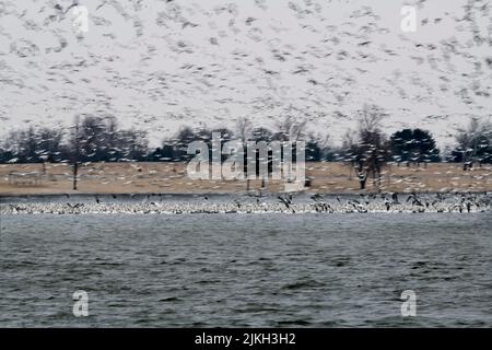 Große Schar von Schneegänsen auf dem See Stockfoto