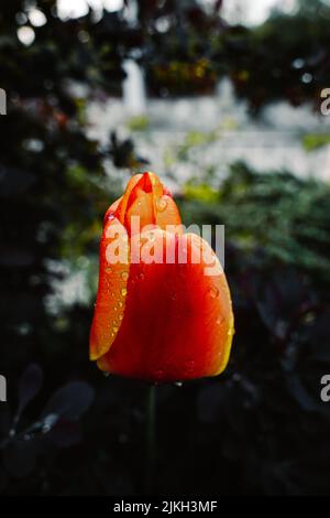 Eine vertikale Nahaufnahme einer orangefarbenen Tulpe, die mit Wassertropfen in einem Garten bedeckt ist Stockfoto