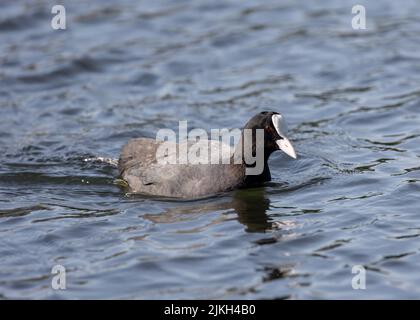 Der Eurasische Ruß (Fulica atra) schwimmend im See Stockfoto