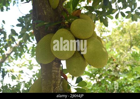 Raceme der Jackfrucht auf dem Buckenbaum in Vietnam Stockfoto