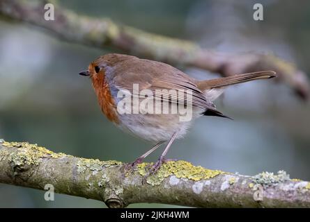 Eine selektive Fokusaufnahme des europäischen Rotkehls (Erithacus rubecula), der auf einem Ast thront Stockfoto