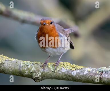 Eine selektive Fokusaufnahme des europäischen Rotkehls (Erithacus rubecula), der auf einem Ast thront Stockfoto