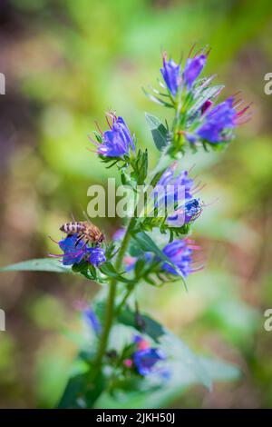 Eine vertikale Aufnahme einer Viper's-bugloss-Pflanze mit einer westlichen Honigbiene darauf Stockfoto