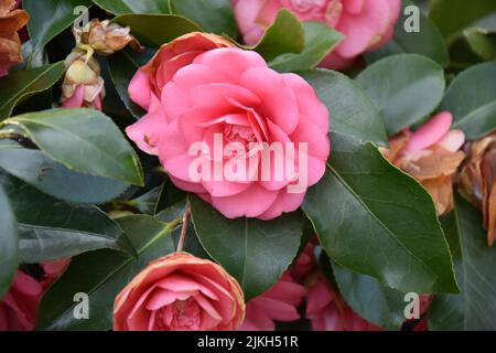 Eine wunderschöne, leuchtend rosa japanische Kamelie blüht Stockfoto