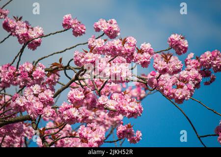 Eine Nahaufnahme von blühenden Kirschbaumrosafarbenen Blumen vor einem blauen Himmel Stockfoto