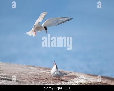 Seeschwalbe (Sterna hirundo), die auf einer Klippe landet, wo eine andere Seeschwalbe steht Stockfoto