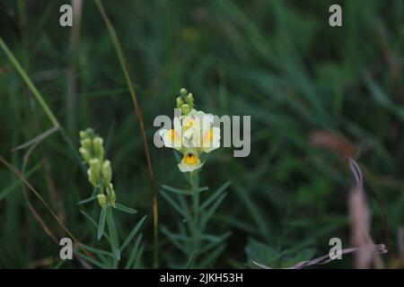 Eine selektive Fokusaufnahme eines schönen gelben Krötling ( Linaria vulgaris) auf einer Wiese Stockfoto