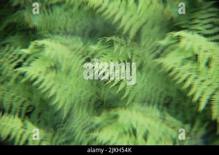 Ein selektiver Fokus von frischen Farnblättern in einem Wald Stockfoto