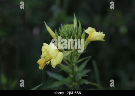 Eine Oenothera biennis, gewöhnliche Abendkerzengelbe Blüten in Wiesenabschichtung selektiver Fokus Stockfoto