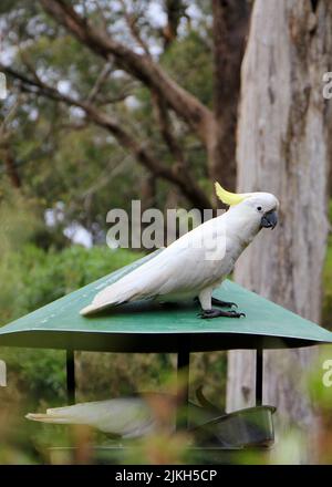 Eine selektive Fokusaufnahme von Nymphicus hollandicus auf einem Vogelfutterhäuschen in Australien Stockfoto