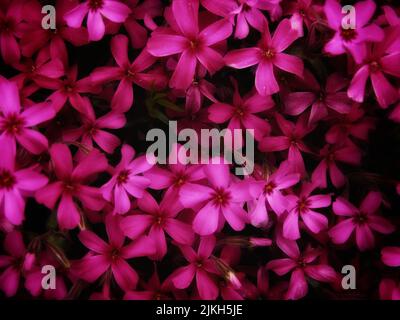 Eine Nahaufnahme von rosa Moos Phlox (Phlox subulata) Blüten Stockfoto