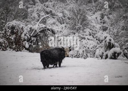 Ein schwarzer Hausyak auf einem verschneiten Land mit schweren schneebedeckten Bäumen Stockfoto