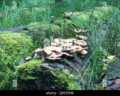 Ein zerbrochener Baumstamm fiel ins Gras, auf dem Honigagarien wuchsen Stockfoto