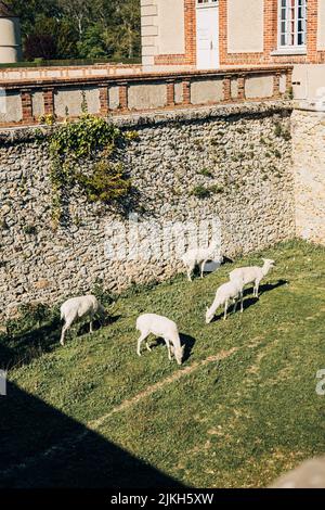 Eine vertikale Aufnahme von Schafen, die Gras auf dem Chateau de Breteuil in Choisel, Frankreich, weiden Stockfoto