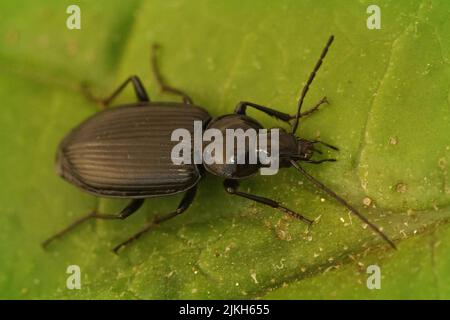 Detaillierte Nahaufnahme auf einem dunklen glänzenden Boden beelte, Agonum, sitzend auf einem grünen Blatt Stockfoto