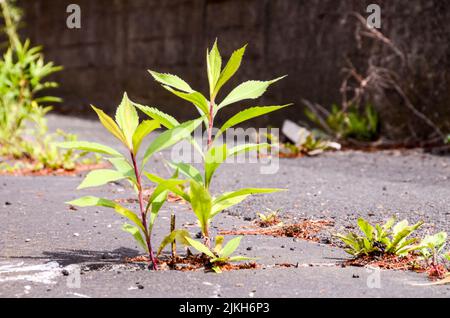 Grüne Pflanze Wächst Trog Geknackt Asphalt Boden Stockfoto