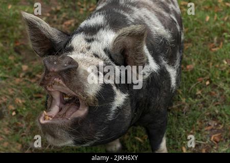 Schwarz-weißes kune kune Schwein mit offenem Mund und Blick nach oben Stockfoto