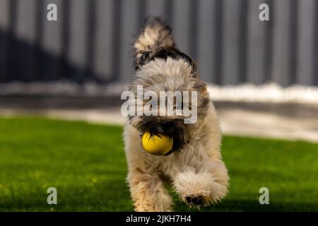 Ein entzückender flauschiger Hund, der mit einem gelben Ball einen Fang spielt Stockfoto