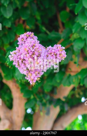 Die rosa Blüten von Krabbenmyrtenbaum Stockfoto