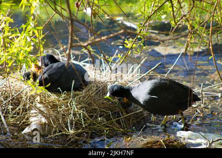 Eine Nahaufnahme von eurasischen Blässhühnern mit ihren Blässhühnern in einem Nest Stockfoto