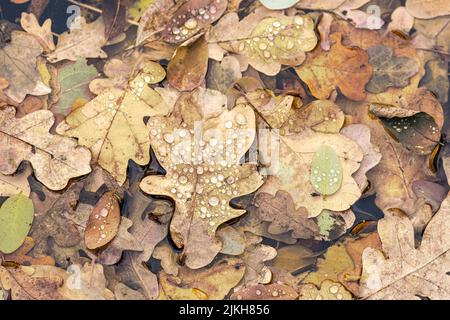 Ein Blick von oben auf bunt gefallene Blätter in der Pfütze Stockfoto