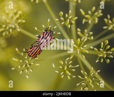 Eine Nahaufnahme von Graphosoma lineatum auf der Fenchel-Pflanze Stockfoto