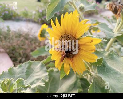 Eine Nahaufnahme einer Honigbiene auf einer gelben Sonnenblume Stockfoto