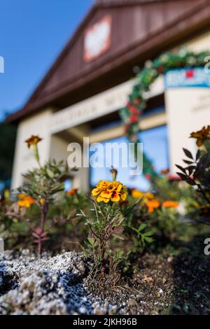 Ein selektiver Schwerpunkt der Ringelblume (Tagetes erecta), die in einem Park gegen ein Gebäude wächst Stockfoto