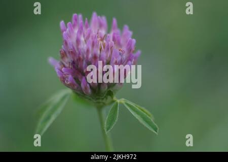 Ein flacher Fokus von einem roten Kleeblatt (Trifolium pratense) Stockfoto