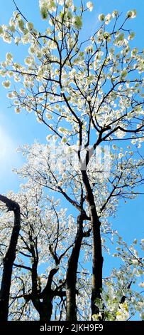 Eine vertikale Aufnahme von weißen Jacaranda-Bäumen aus tiefem Winkel Stockfoto