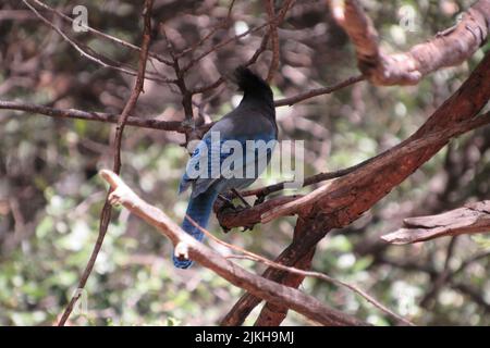 Nahaufnahme eines Steller's jay auf dem Baum im Yosemite National Park, USA Stockfoto