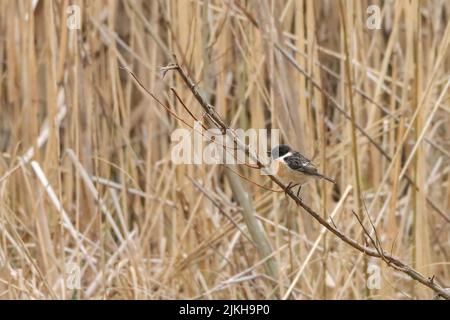 Nahaufnahme eines europäischen Steinechat (Saxicola rubicola) auf einem trockenen Ast Stockfoto