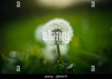 Eine Nahaufnahme eines weißen Dandelions auf einer grünen Wiese Stockfoto