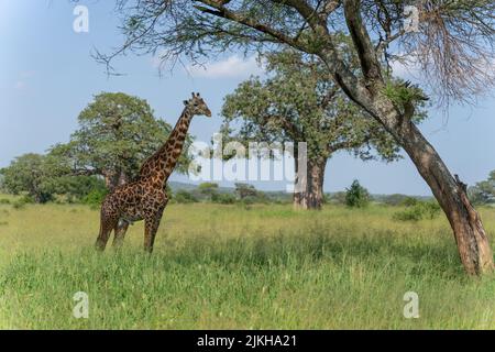 Nahaufnahme einer nördlichen Giraffe in der Serengeti, Tansania Stockfoto