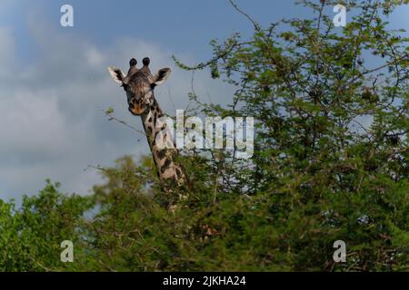 Nahaufnahme einer nördlichen Giraffe in der Serengeti, Tansania Stockfoto