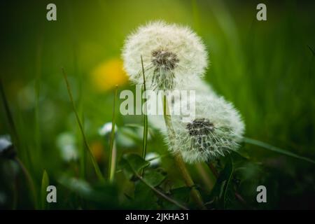 Eine Nahaufnahme von Dandelionen im grünen Feld mit verschwommenem Hintergrund Stockfoto