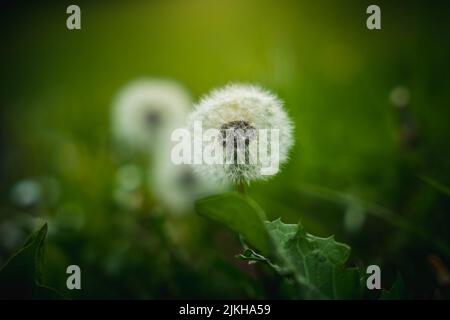 Nahaufnahme eines weißen Dandelions in einem Feld mit unscharfem Hintergrund Stockfoto