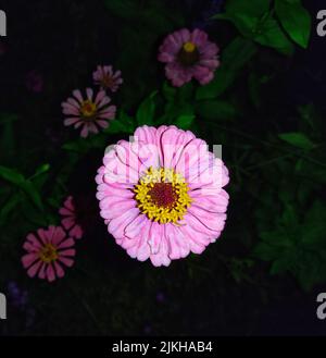 Eine Nahaufnahme einer rosafarbenen Zinnienblüte, die in einem Garten wächst Stockfoto