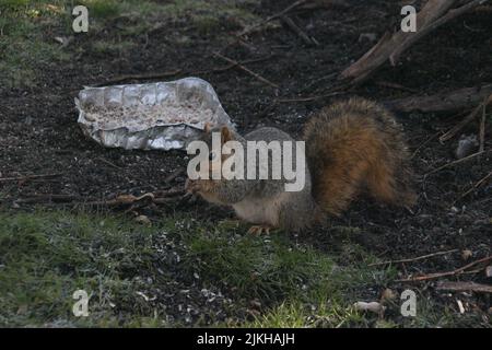 Eine Nahaufnahme eines entzückenden Eichhörnchens, das in einem Wald eine Nuss frisst Stockfoto