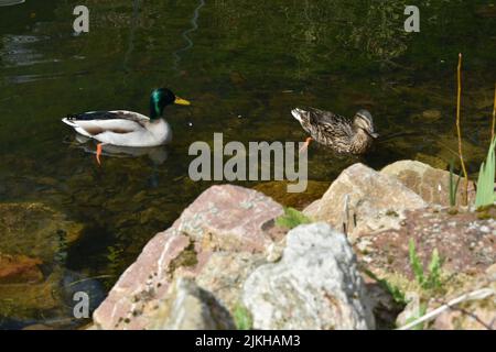 Ein Paar Stockenten, die im Teich schwimmen Stockfoto