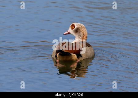 Eine Nahaufnahme einer ägyptischen Gans in einem Teich Stockfoto