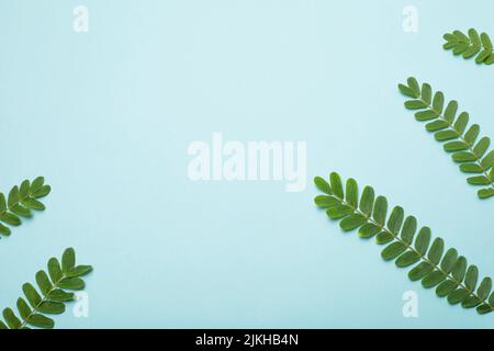 Ein schöner Blick auf tamarindengrüne Blätter auf der Seite isoliert auf einem blauen Hintergrund Stockfoto