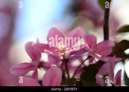 Eine Nahaufnahme von Apfelblüten auf verschwommenem Hintergrund Stockfoto