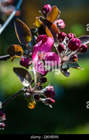 Eine vertikale Nahaufnahme der roten Apfelblüte auf verschwommenem Hintergrund Stockfoto