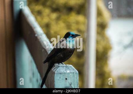 Ein malerischer Blick auf eine gemeine Grackle auf einer Holzoberfläche in Ile Perrot, Quebec, Kanada Stockfoto