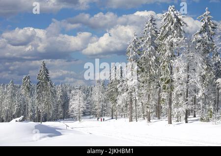 Winterlandschaft im Gebiet Brettschachten,Grosser Arber, bayerischer Wald, Deutschland Stockfoto