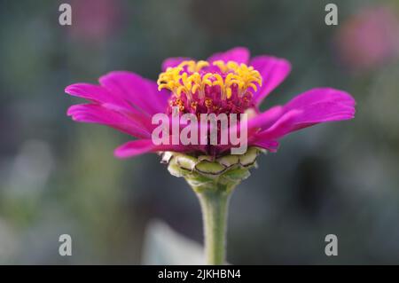 Eine Nahaufnahme der violetten Zinnia-Blume Stockfoto