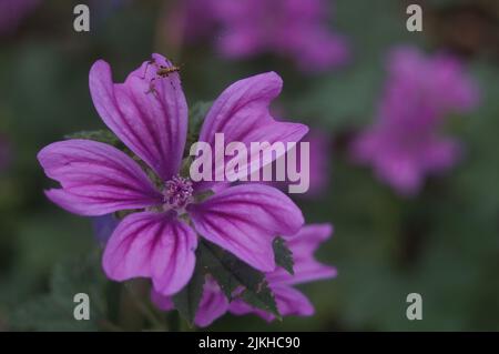 Ein Nahaufnahme-Makro einer violetten Malva Sylvestris-Blumenpflanze mit unscharfem Hintergrund Stockfoto