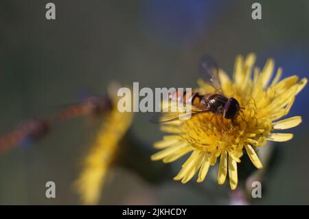 Ein Nahaufnahme-Makro einer Marmalade-Schwebefliege auf einer gelben Melonenblüte mit verschwommenem Hintergrund Stockfoto